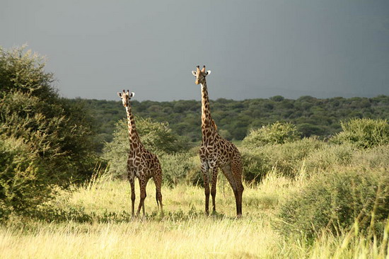Afrika 2010