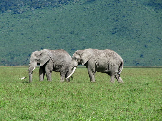 Afrika 2010